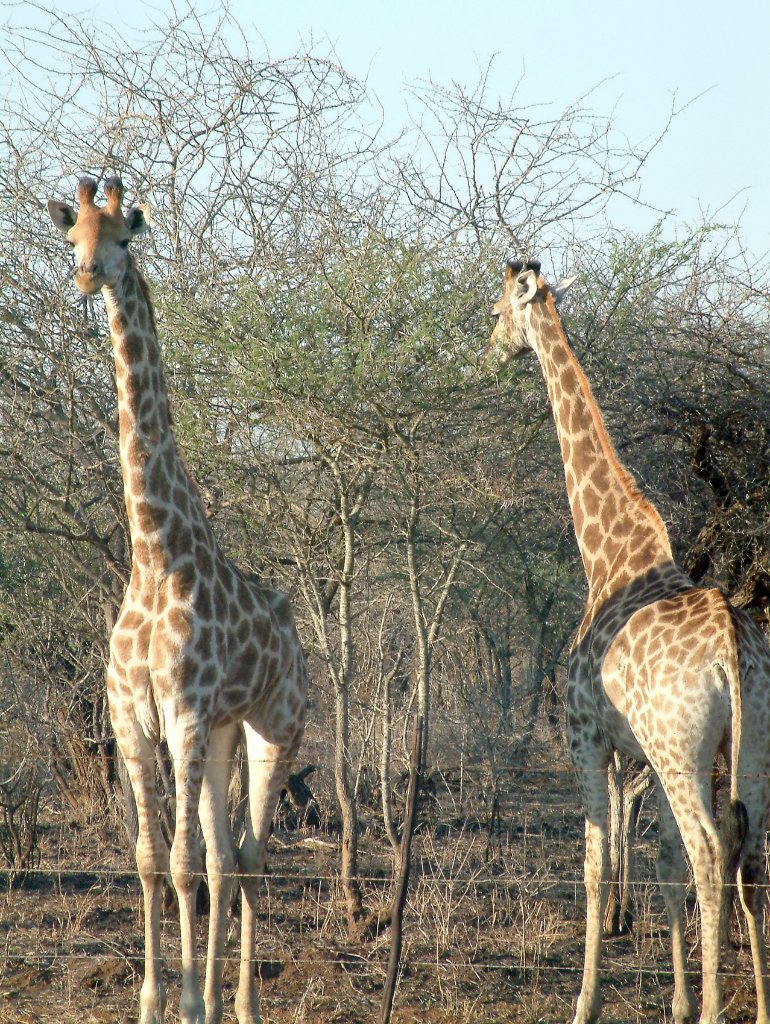 11-Giraffes at Nisala Safaries.jpg - Giraffes at Nisala Safaries